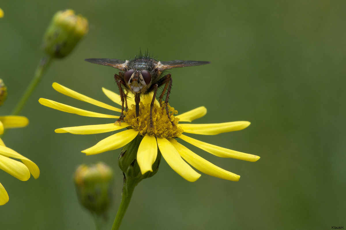 Wahner Heide - eine Fliege ...