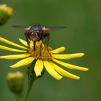 Wahner Heide - eine Fliege ...