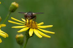 Wahner Heide - eine Fliege ...