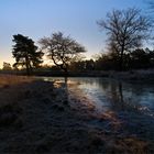 --- Wahner Heide ganz früh ---