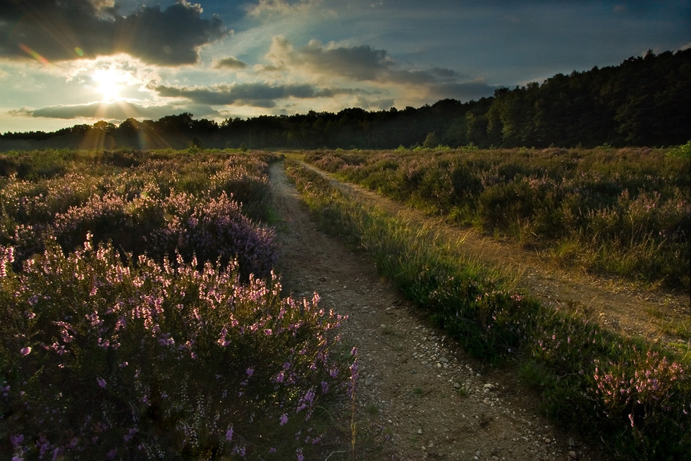 Wahner Heide - Heideblüte