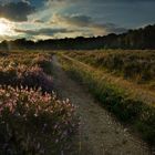 Wahner Heide - Heideblüte