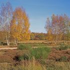 Wahner Heide Herbst (2)