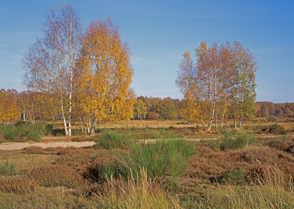 Wahner Heide Herbst (2)