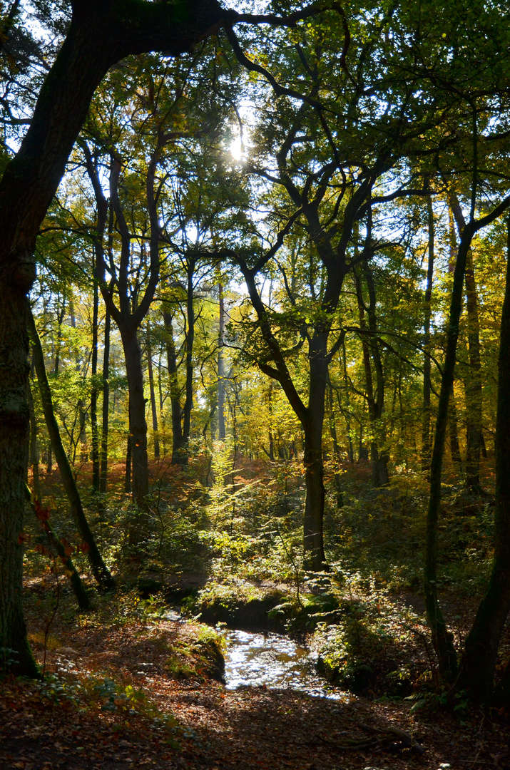 Wahner Heide II