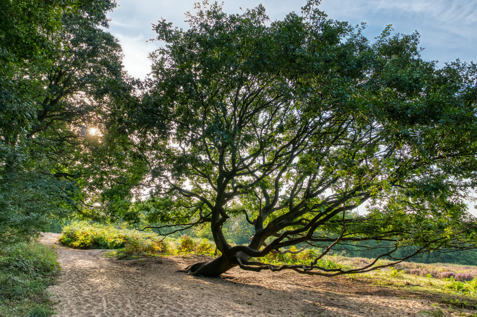 Wahner Heide im Abendlicht