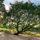 Wahner Heide im Abendlicht