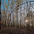 Wahner Heide im Herbst 2 (Köln)