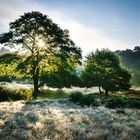 Wahner Heide im Morgengrauen