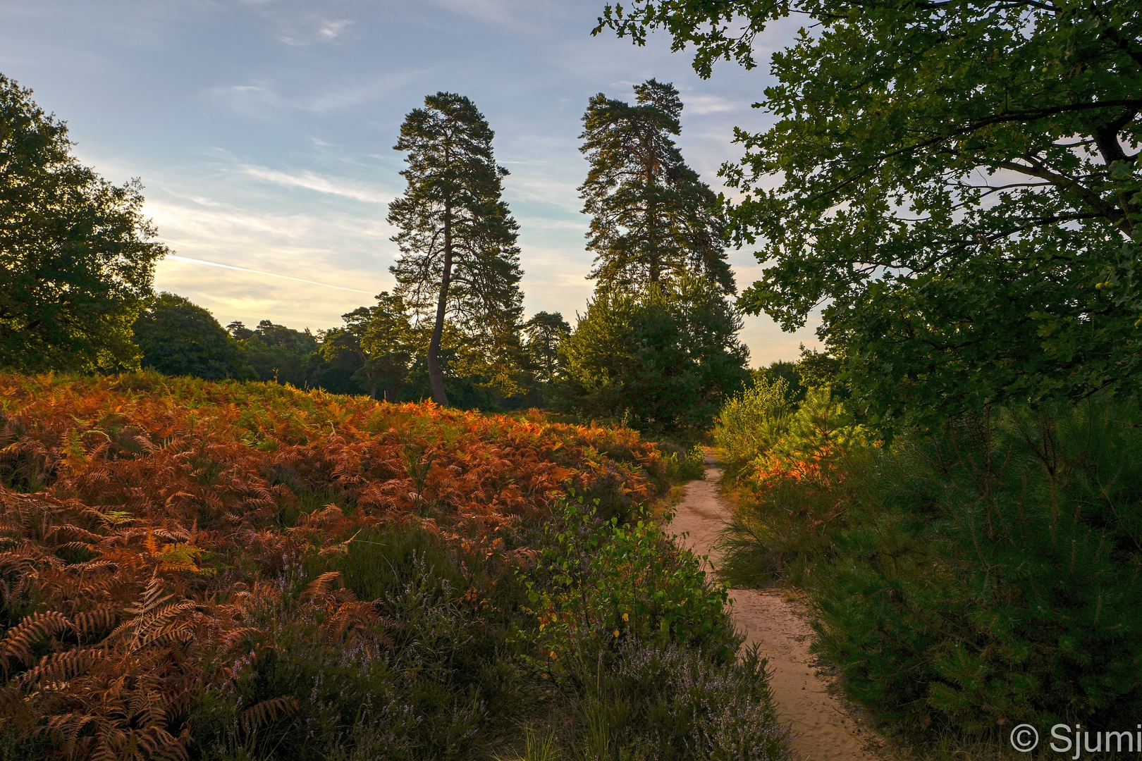 Wahner Heide im Morgenlicht