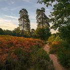 Wahner Heide im Morgenlicht