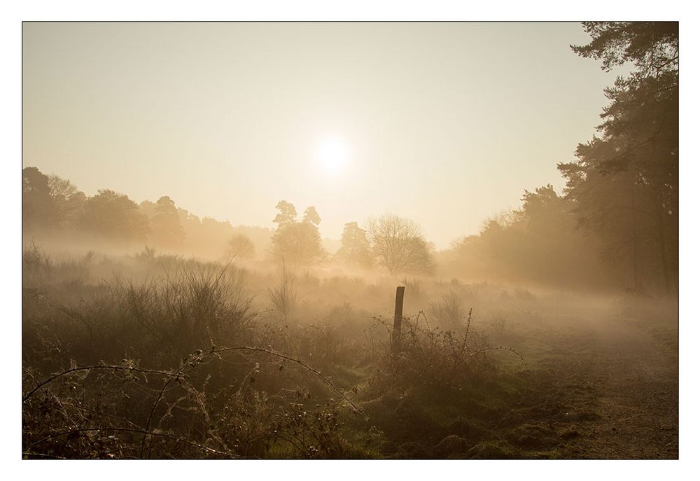 Wahner Heide im Morgennebel