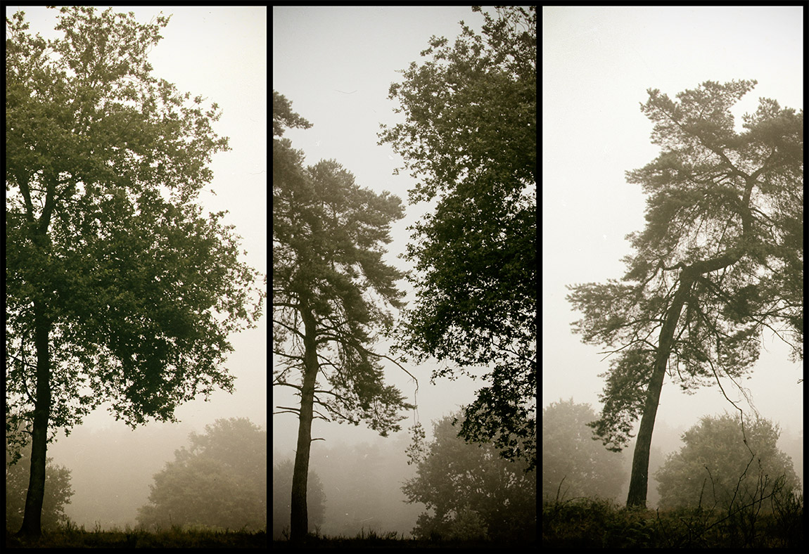 Wahner Heide im Morgennebel