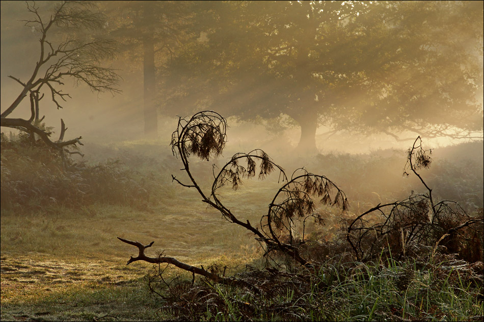 Wahner Heide im Morgennebel