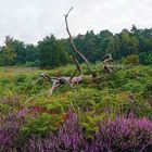 Wahner Heide Impression