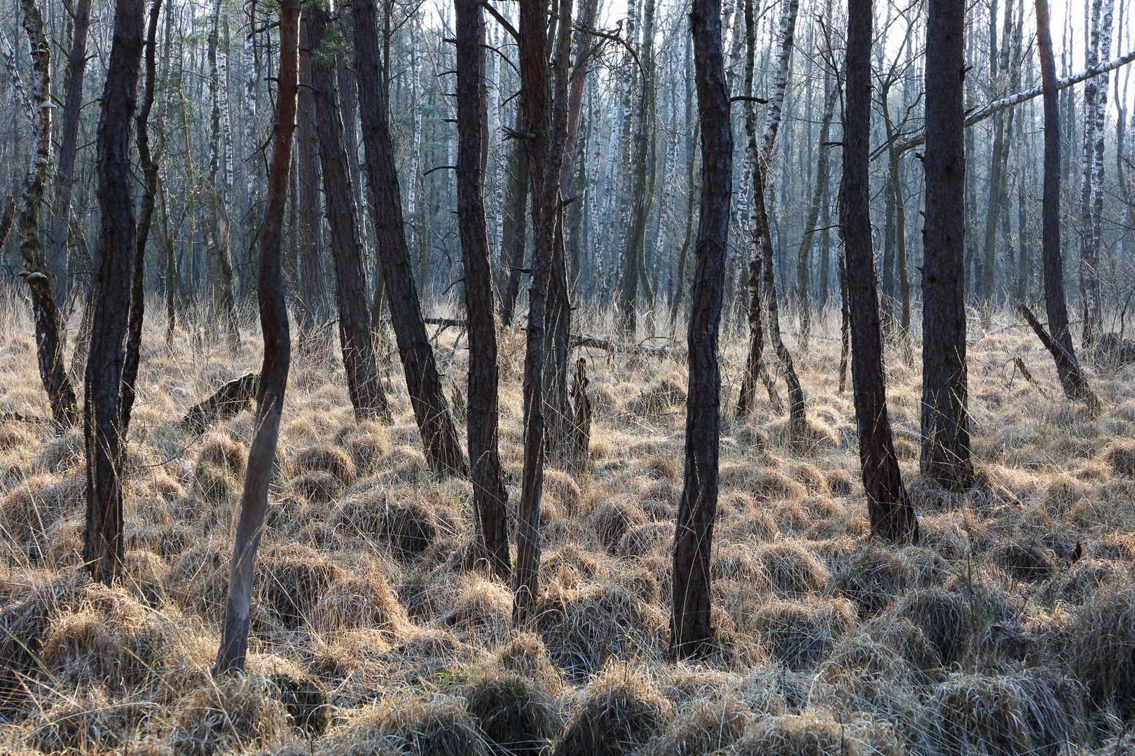 Wahner Heide Moor