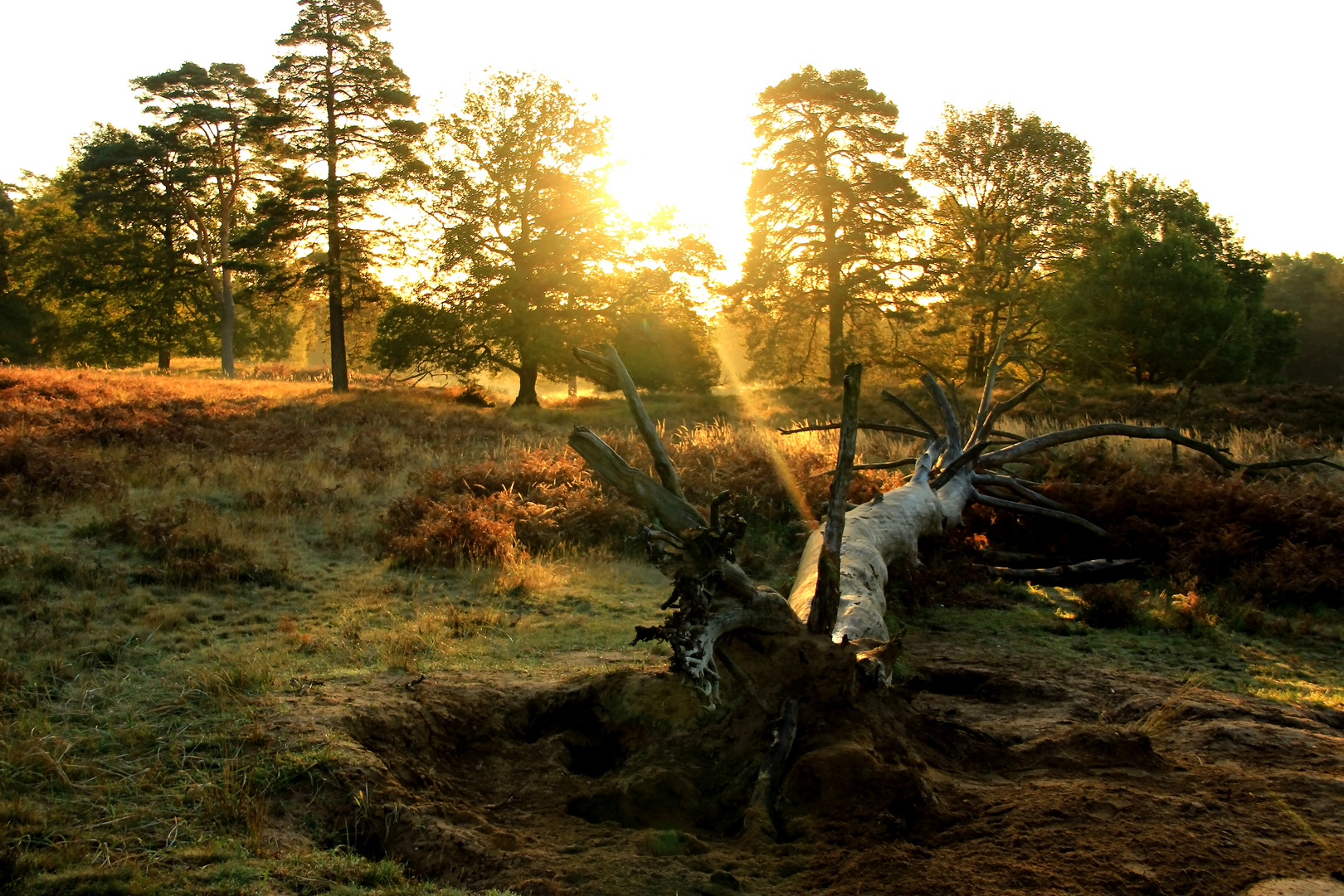 Wahner Heide-Morgenstimmung