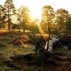 Wahner Heide-Morgenstimmung