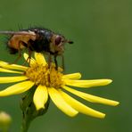 Wahner Heide - Noch eine Fliege