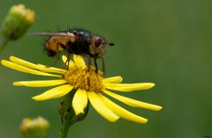 Wahner Heide - Noch eine Fliege