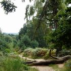 Wahner Heide Richtung Fliegenberg