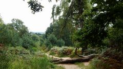 Wahner Heide Richtung Fliegenberg