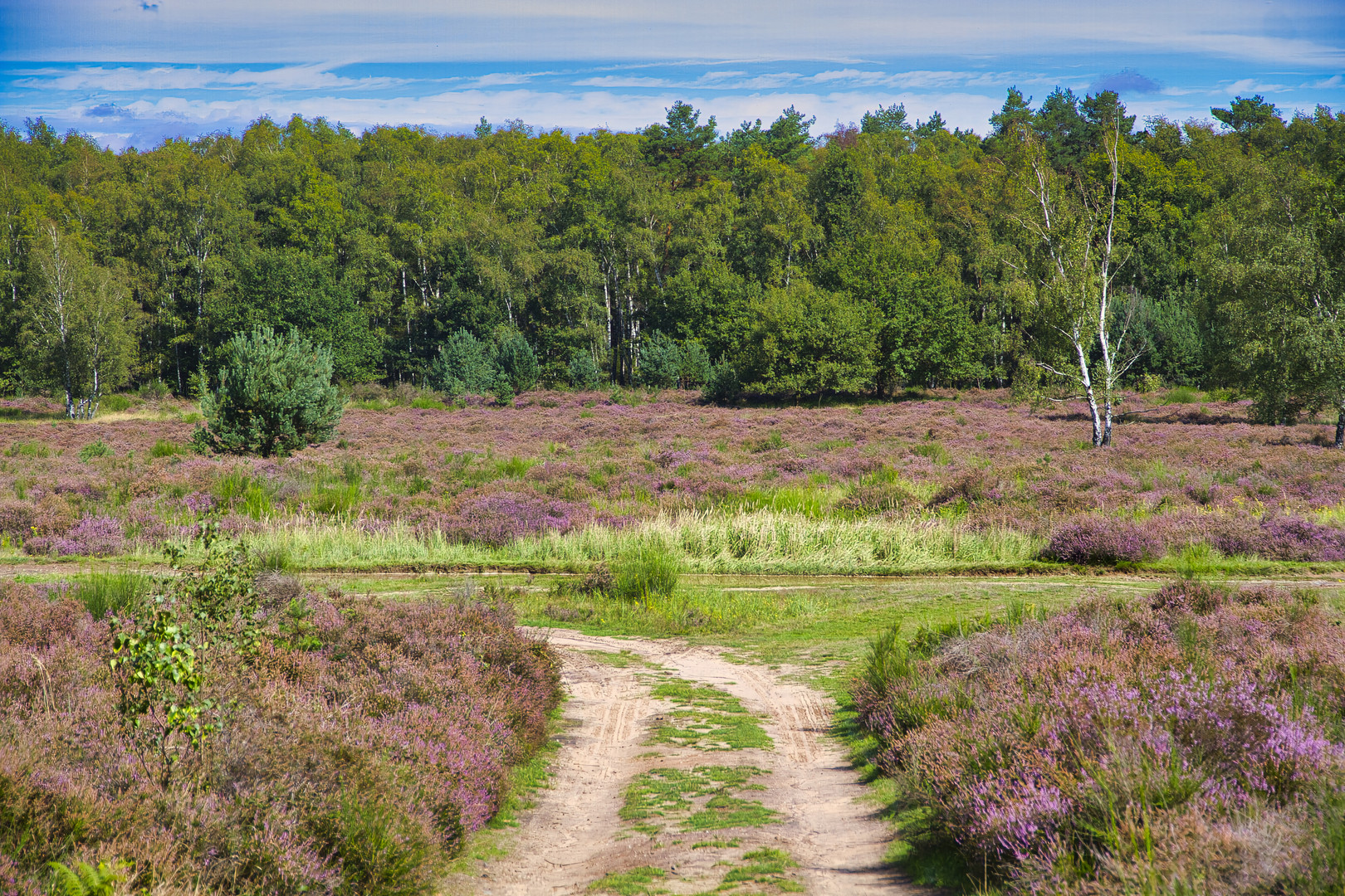 Wahner Heide überall