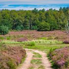 Wahner Heide überall