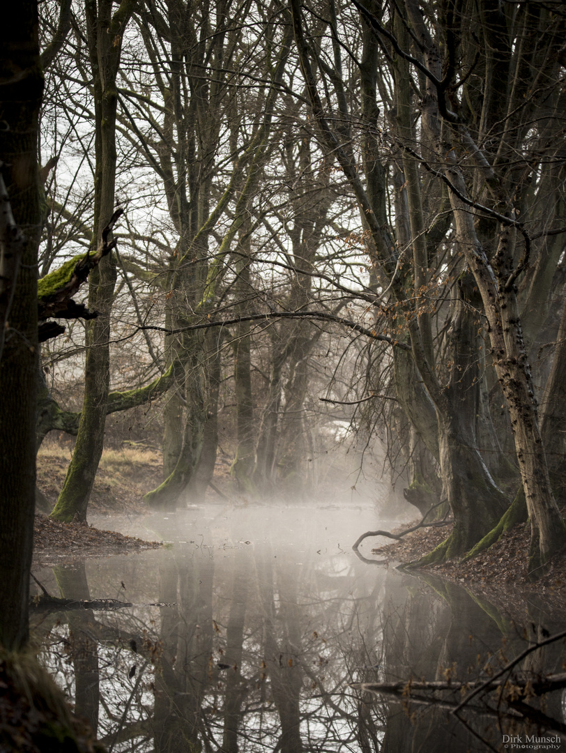 Wahner Heide Wald