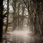 Wahner Heide Wald