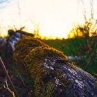 wahnerheide_landschaft 