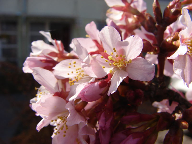 Wahnsinn! Kirschblüten im März