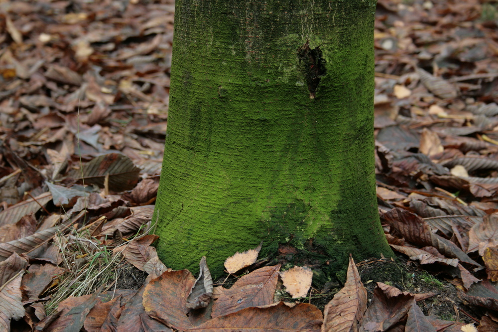 wahnsinnsfoaben dea natua - gaunz ohne fotoschop