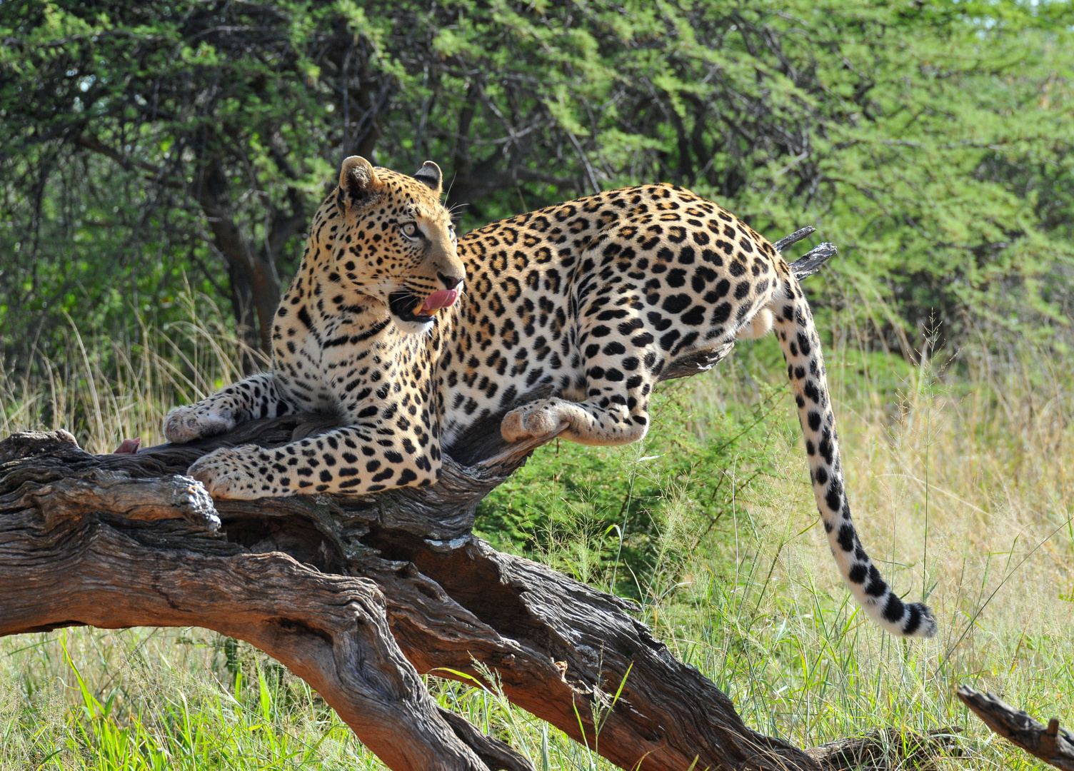 Wahoo - der schönste Leopard von Okonjima - Namibia