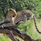 Wahoo - der schönste Leopard von Okonjima - Namibia