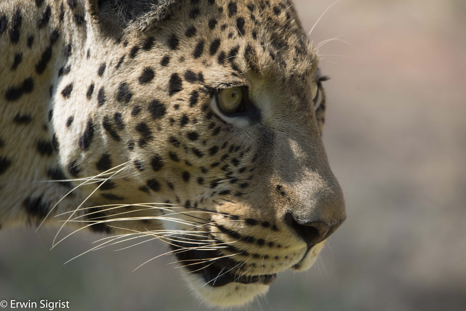 Wahoo - der versteckte Leopard von Okonjima