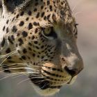 Wahoo - der versteckte Leopard von Okonjima