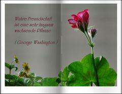 Wahre Freundschaft...