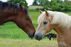 Wahre Freundschaft