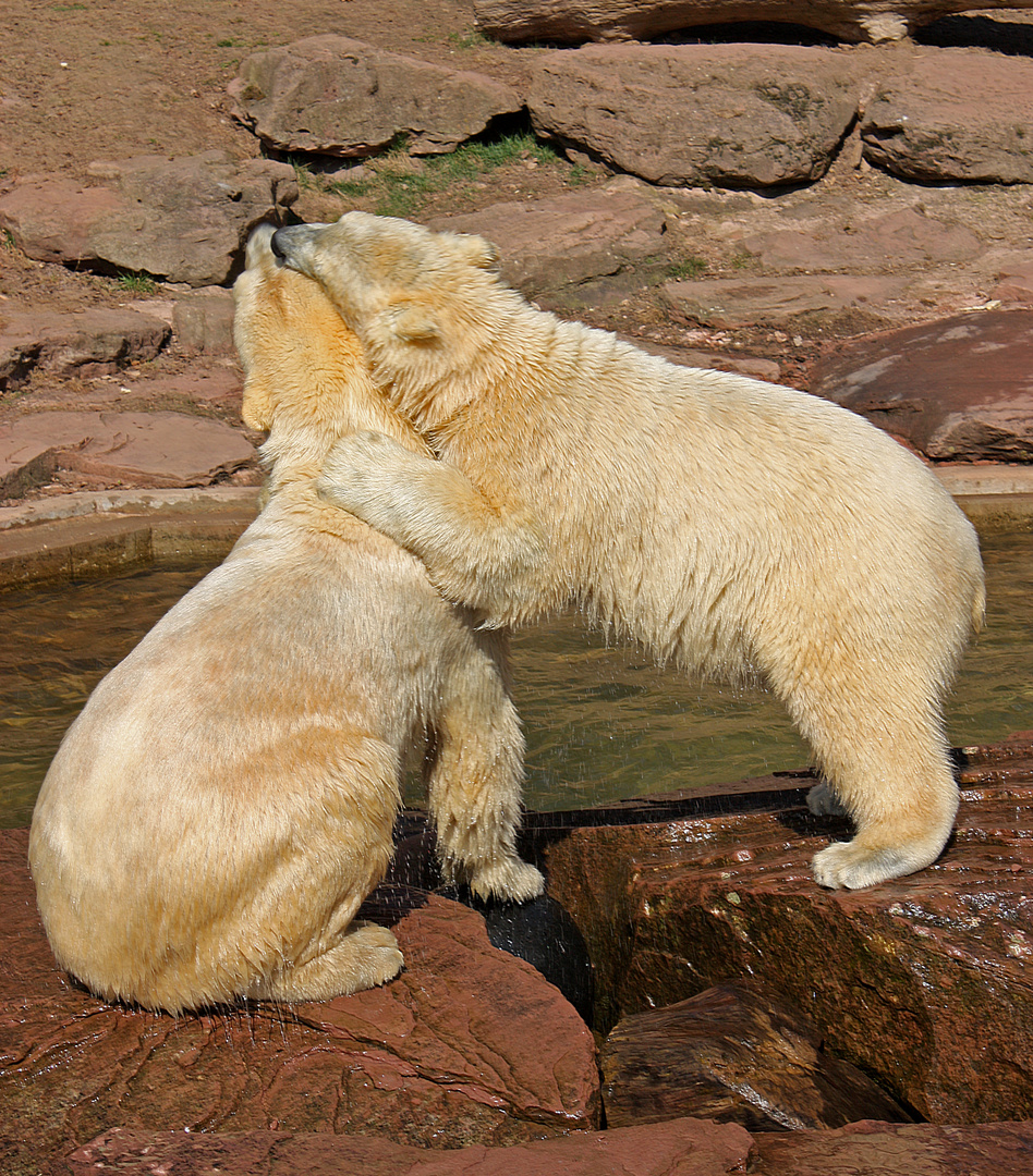 Wahre Freundschaft!