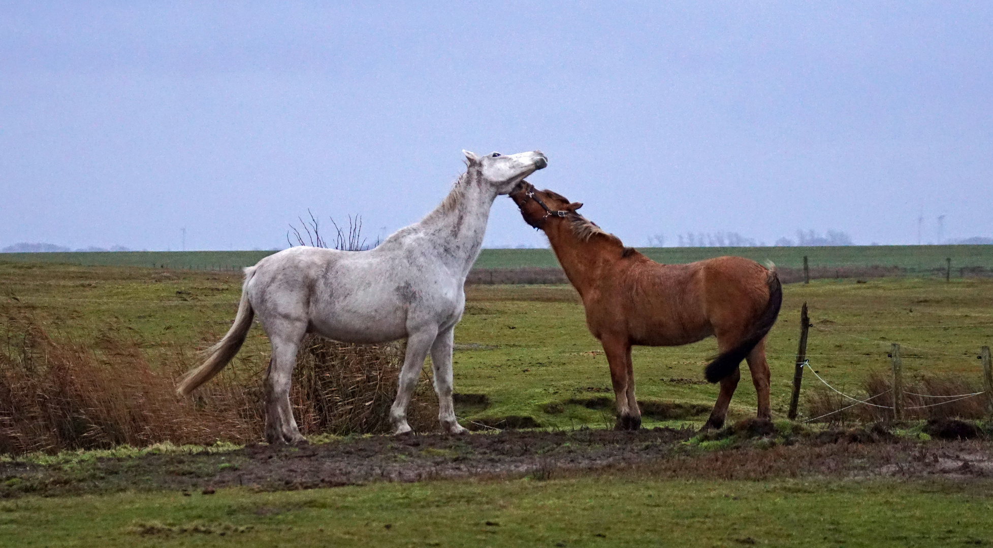 Wahre Liebe