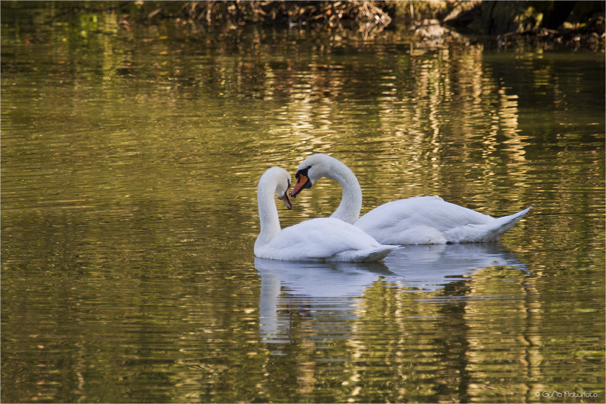 Wahre Liebe + Vrai amour