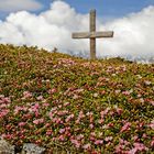 Wahre Schönheit im Überlebenskampf