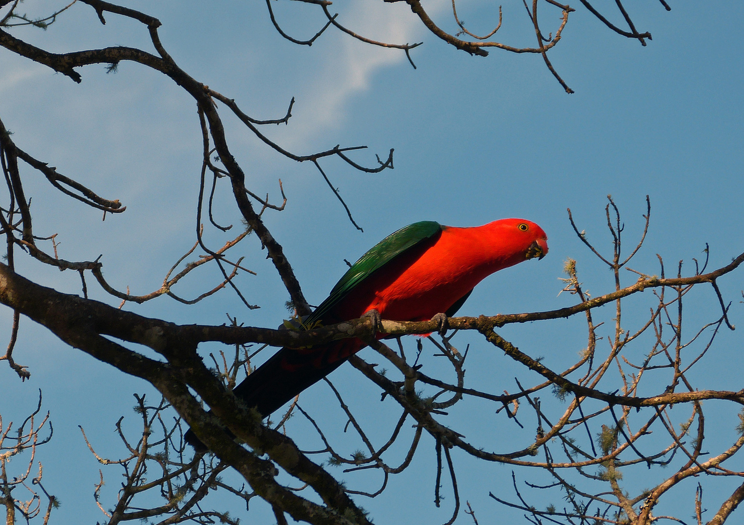 Wahrhaft königlich - King Parrot