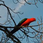 Wahrhaft königlich - King Parrot