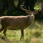 Wahrlich ein "Bild" von einem Hirsch!