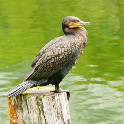 Wahrscheinlich ein Kormoran