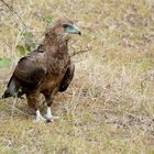 Wahrscheinlich ein Tawny Eagle