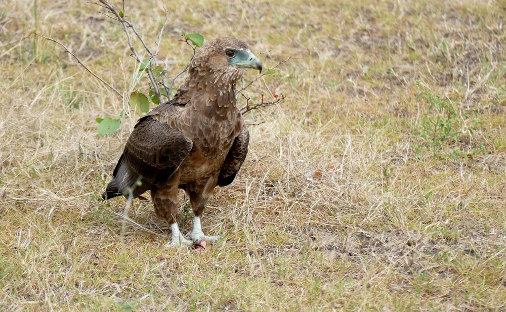 Wahrscheinlich ein Tawny Eagle