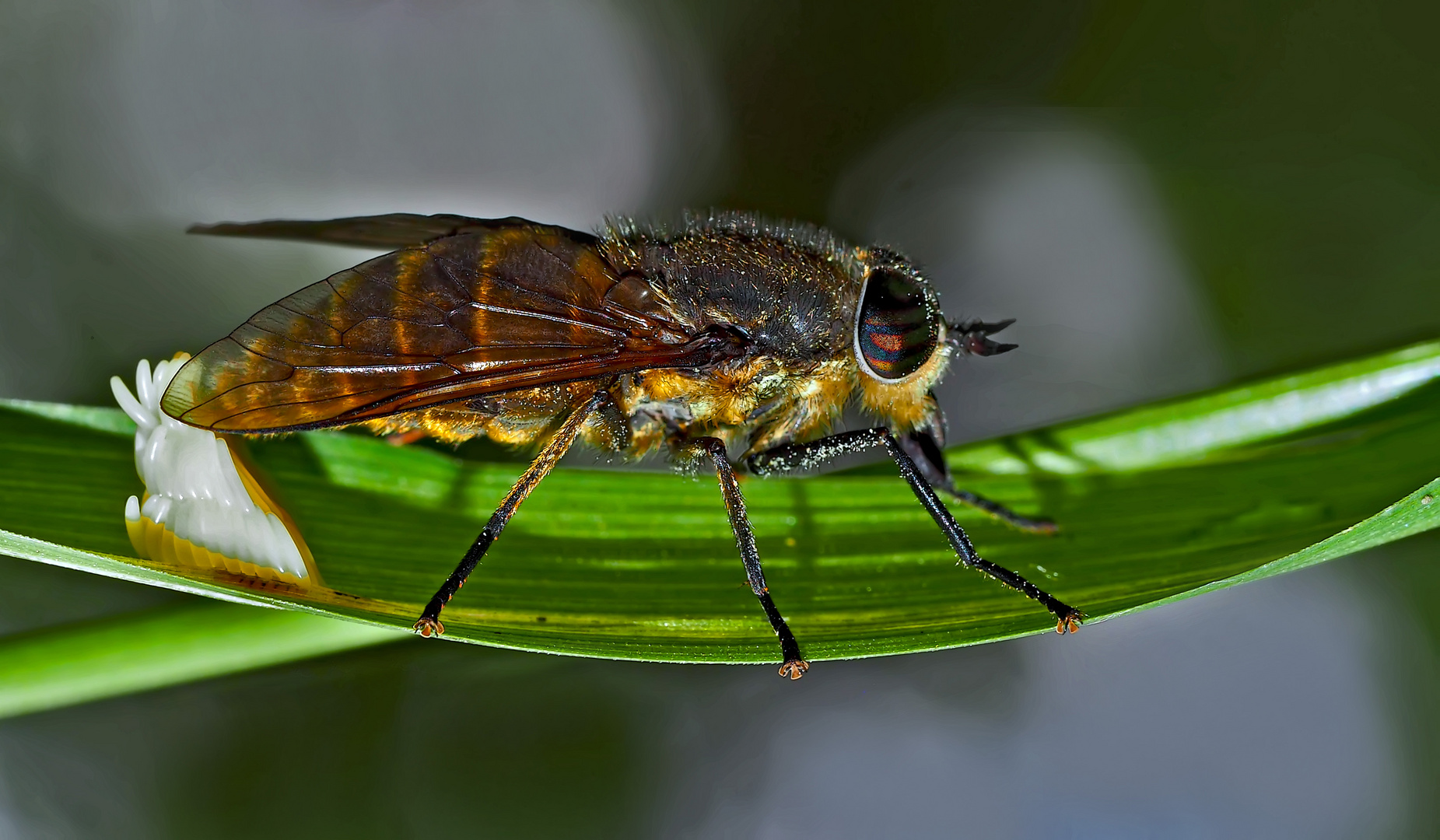 Wahrscheinlich eine Pferdebremse (Tabanus sp.)* beim Ablegen der länglichen Eier. - Un taon.